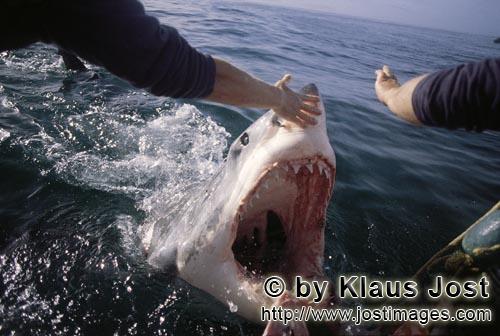 White Shark Mouth