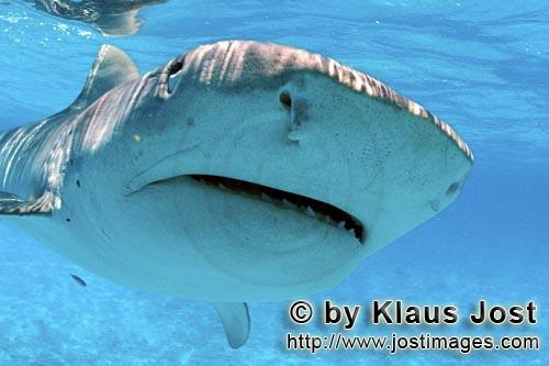 flat nose shark
