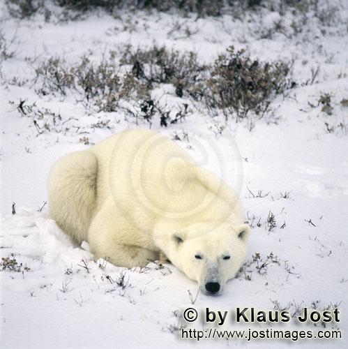 Polar Bear/Ursus maritimus        Resting Polar Bear in the freshly fallen snow        The Polar 